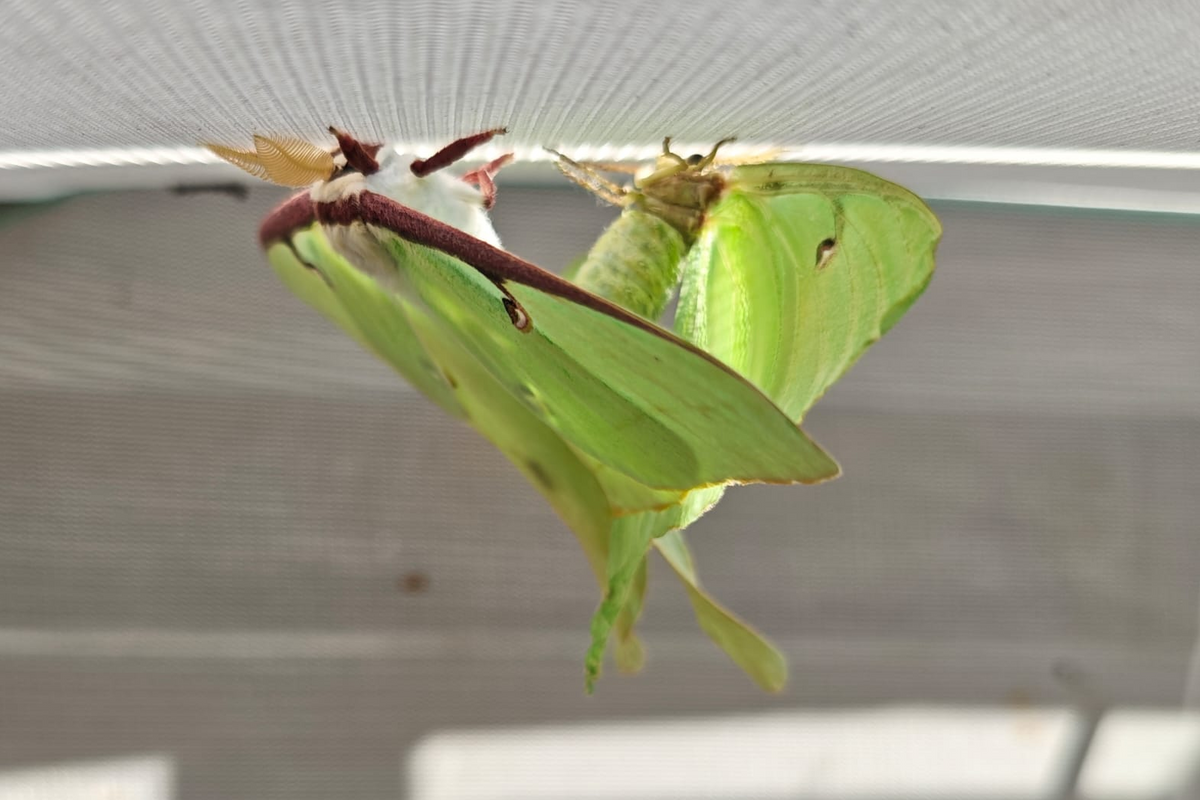 Actias luna