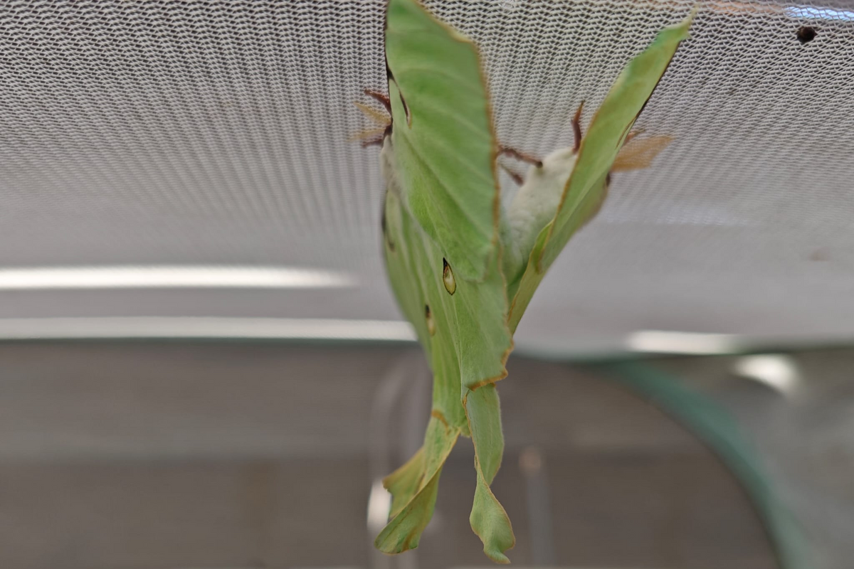 Actias luna