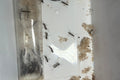 Diacamma rugosum