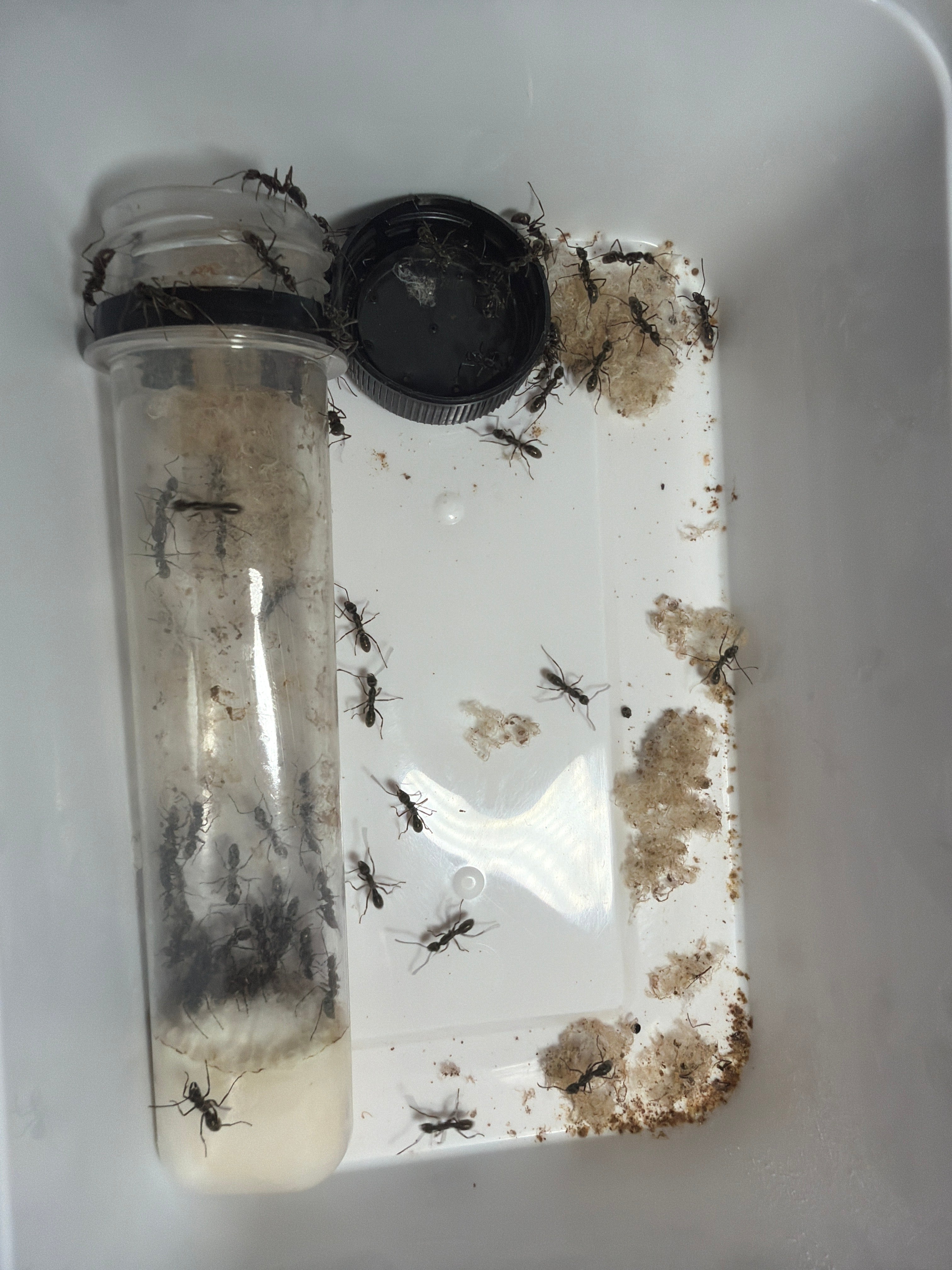 Diacamma rugosum