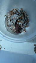 Atta cephalotes