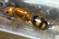 Camponotus maculatus subnudus
