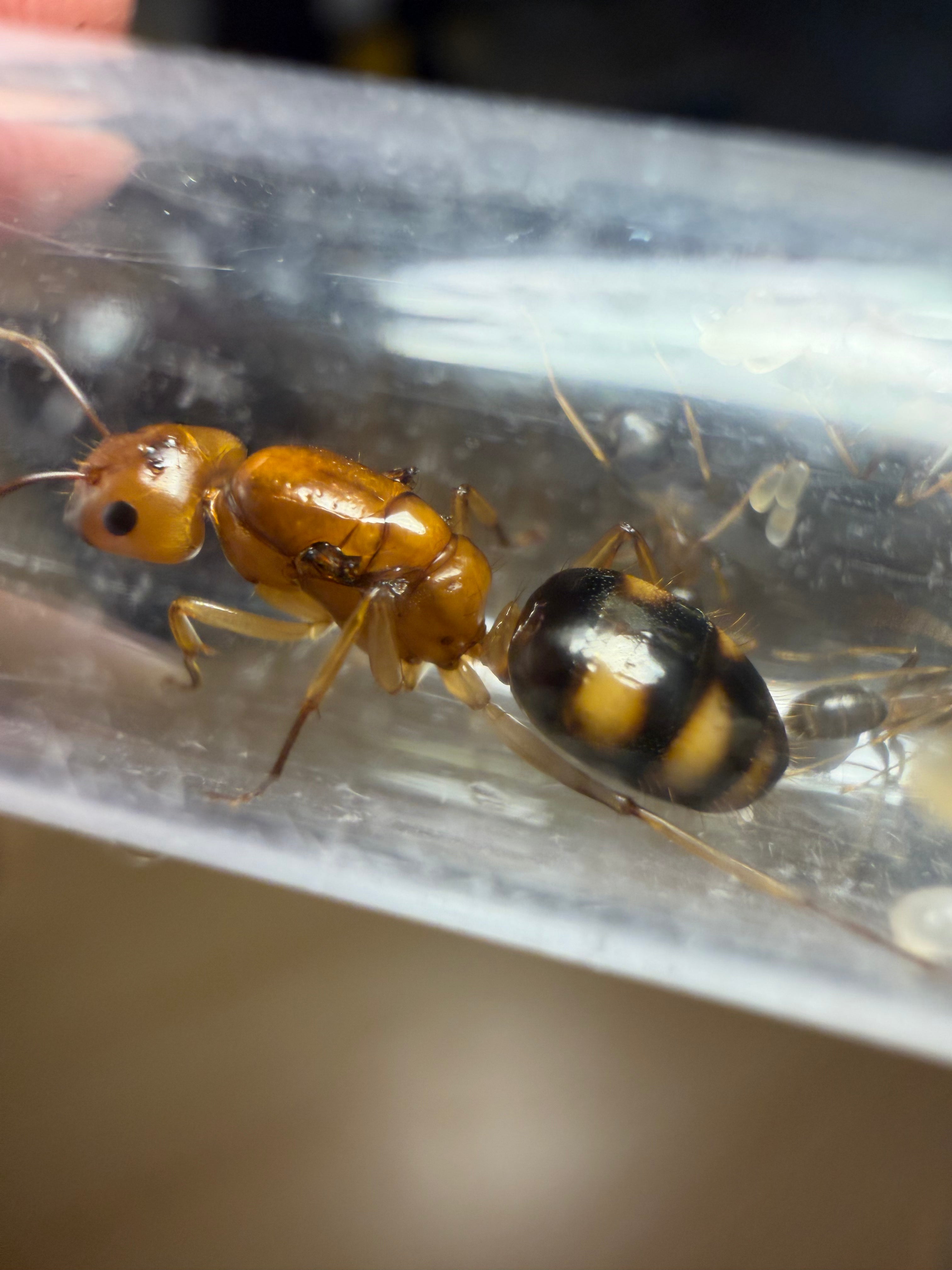 Camponotus maculatus subnudus