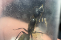 Colobopsis leonardi
