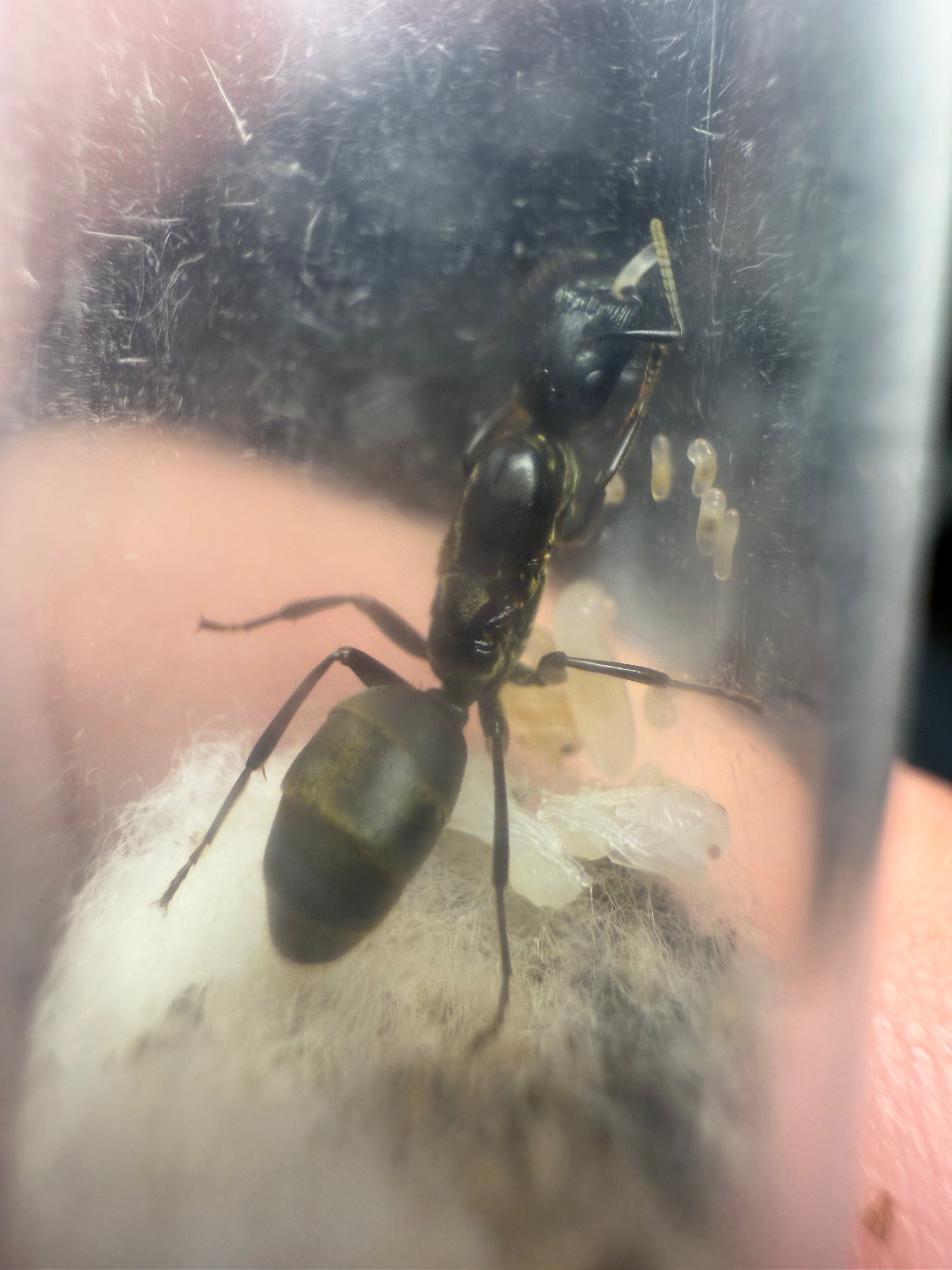 Colobopsis leonardi