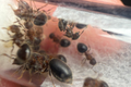Meranoplus bicolor