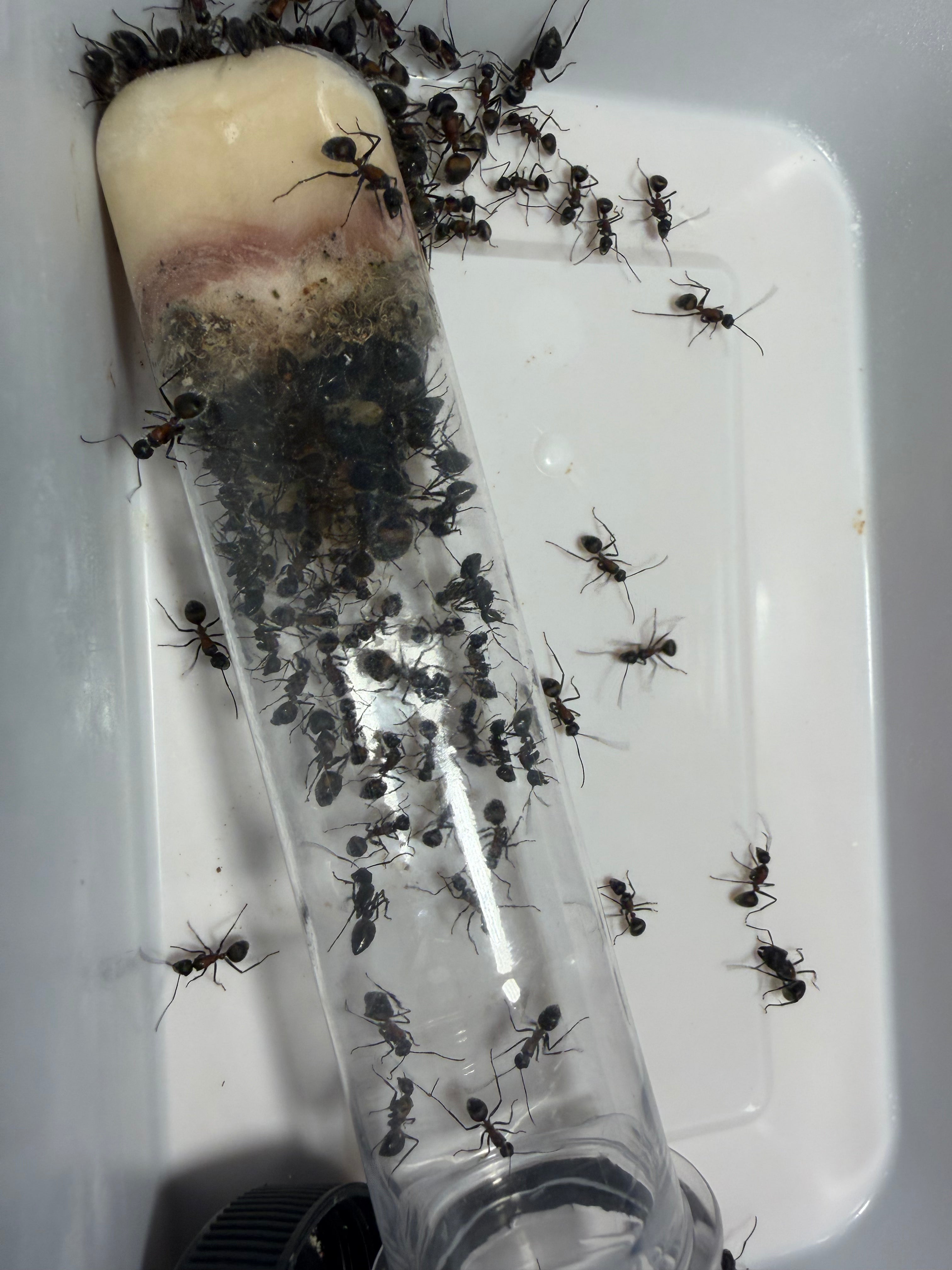 Camponotus mutilarius aka "Xiang Bang"
