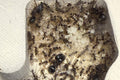 Pheidole sp. Vietnam