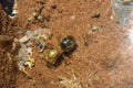Myrmecocystus navajo