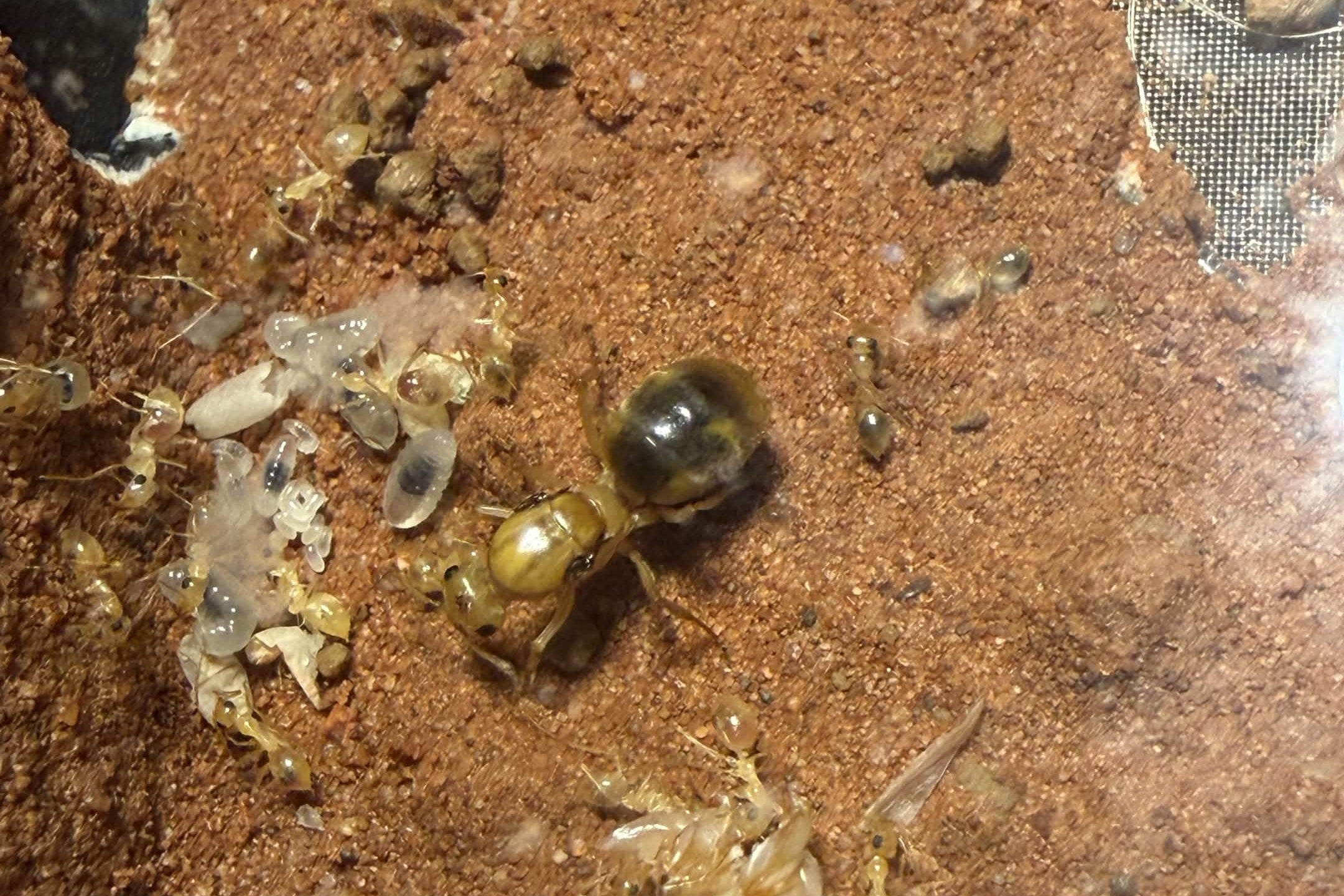 Myrmecocystus navajo