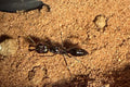 Odontomachus cf. monticola