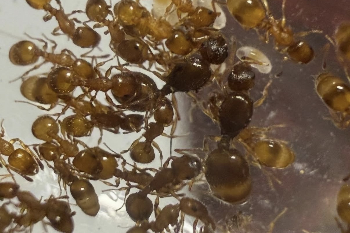 *Temnothorax racovitzai*