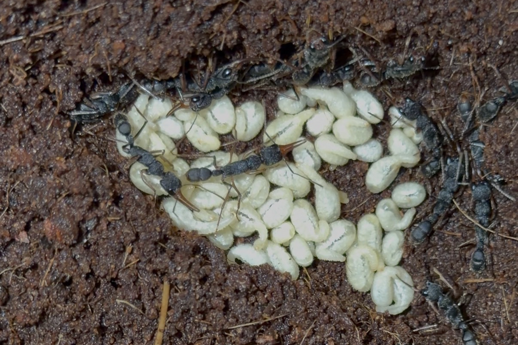 Harpegnathos venator