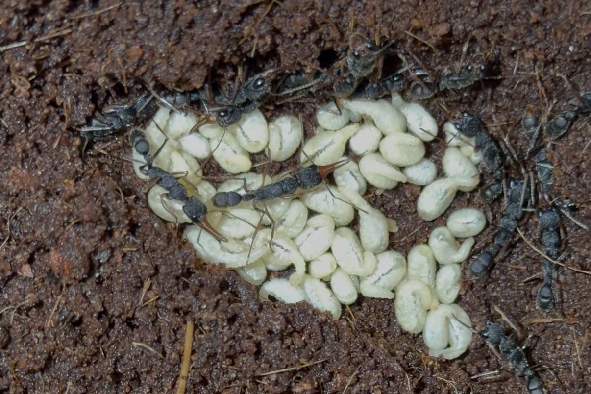 Harpegnathos venator