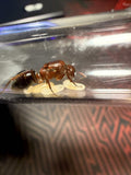 Camponotus turkestanicus