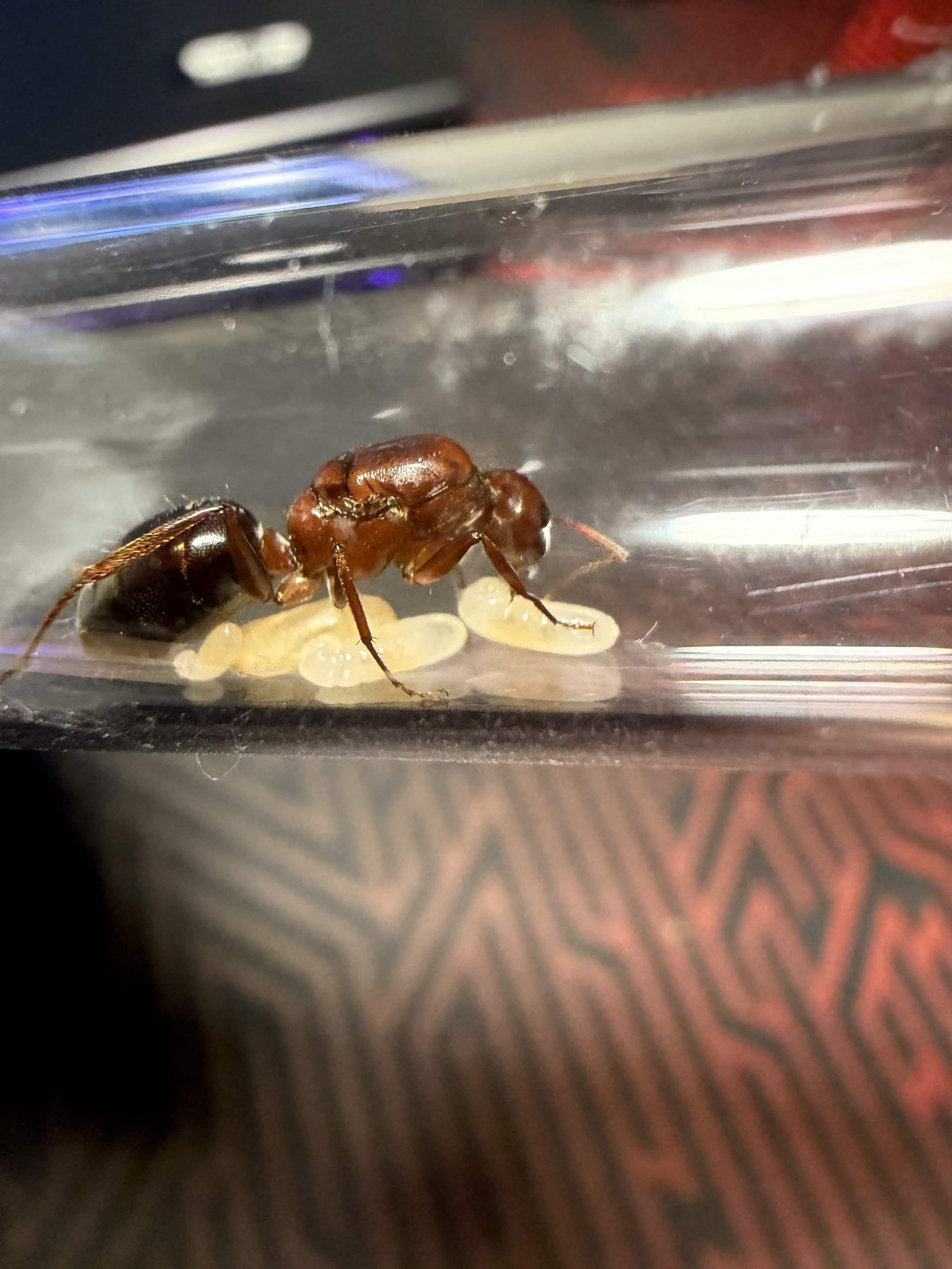 Camponotus turkestanicus