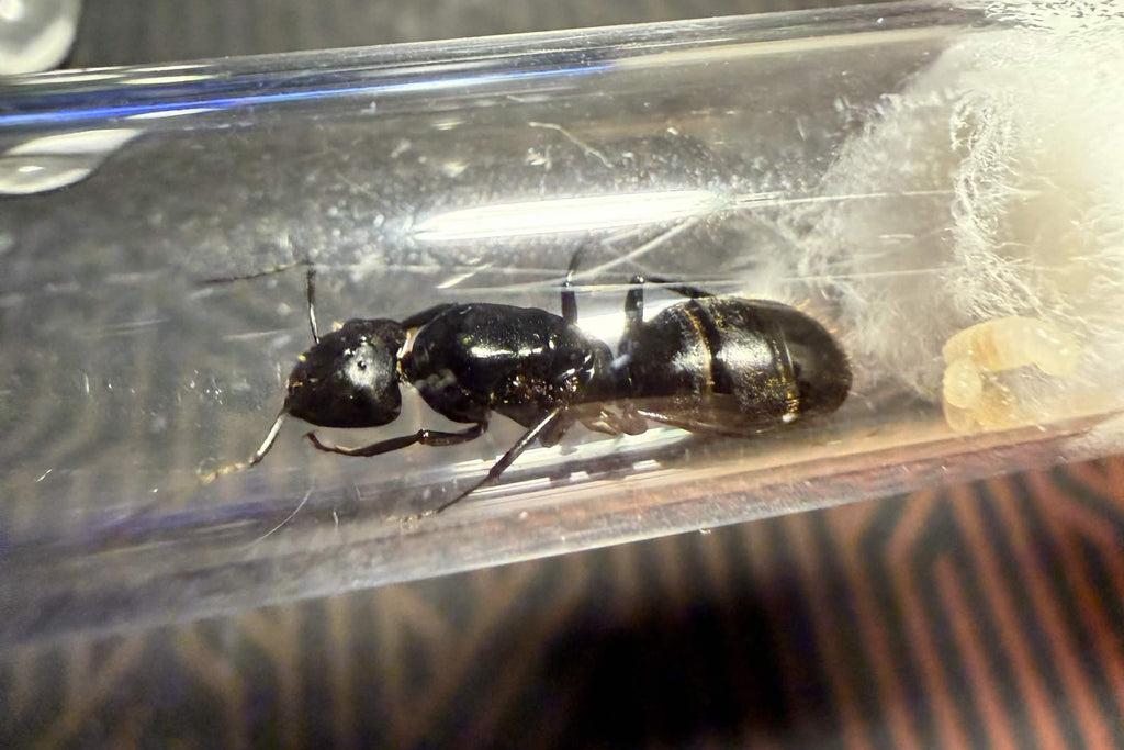 Camponotus tonkinus