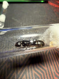 Camponotus tonkinus