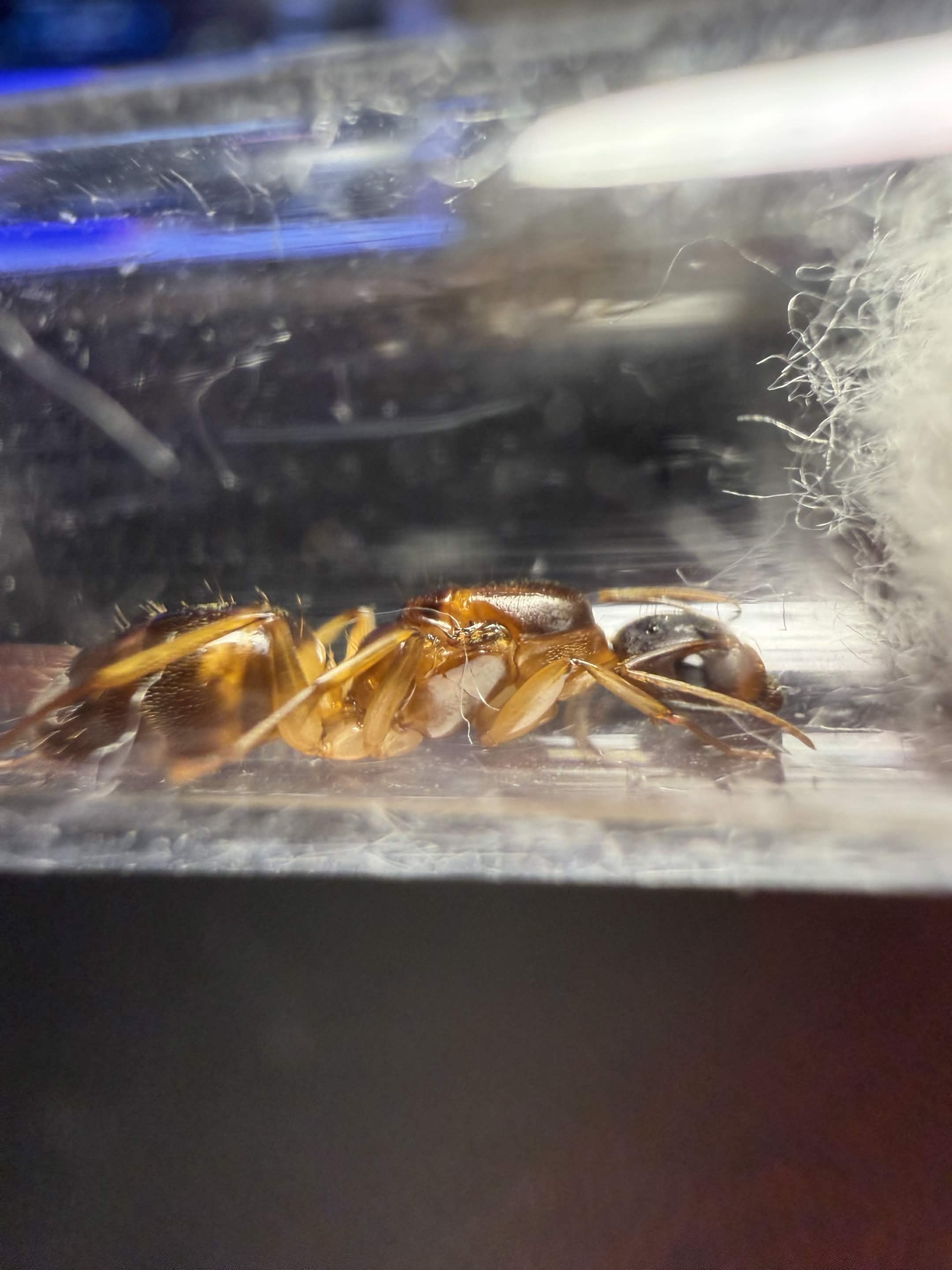 Camponotus cf pseudoirritans