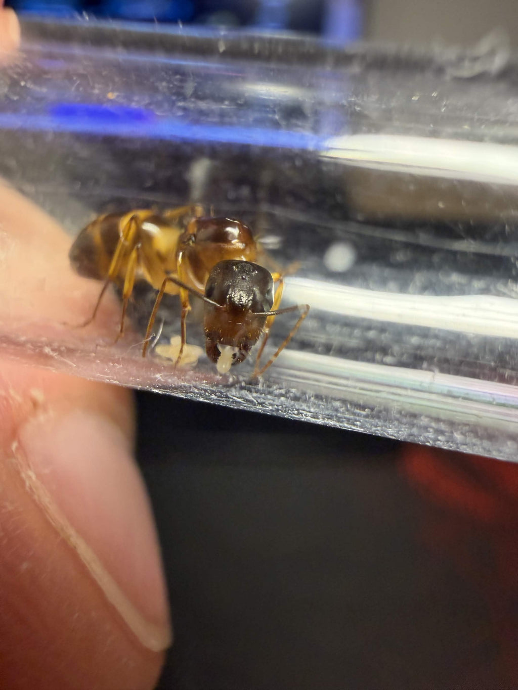 Camponotus cf pseudoirritans
