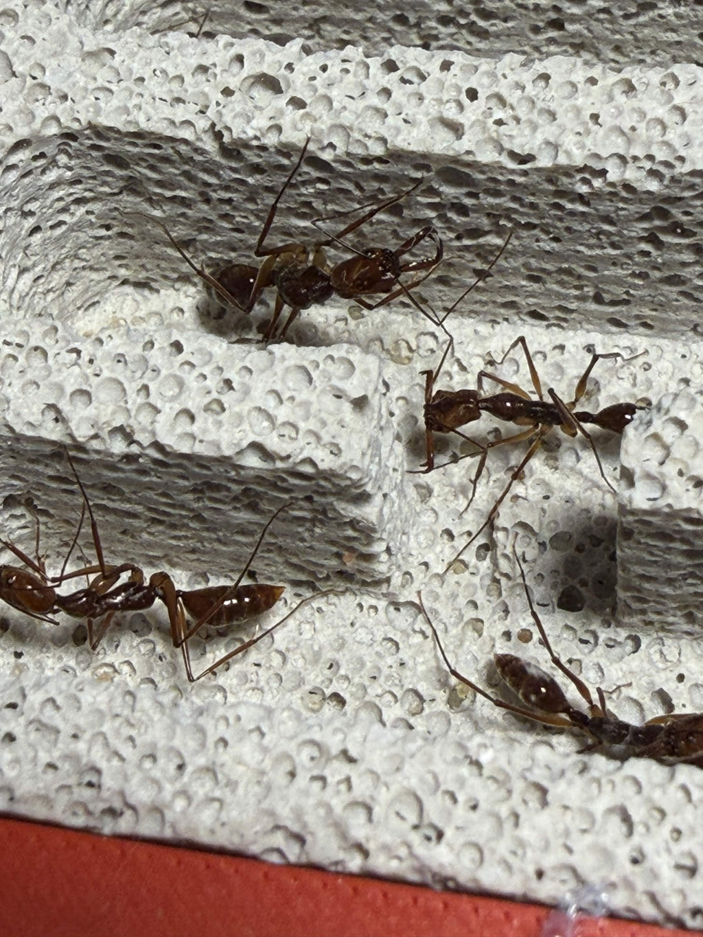 Odontomachus granatus