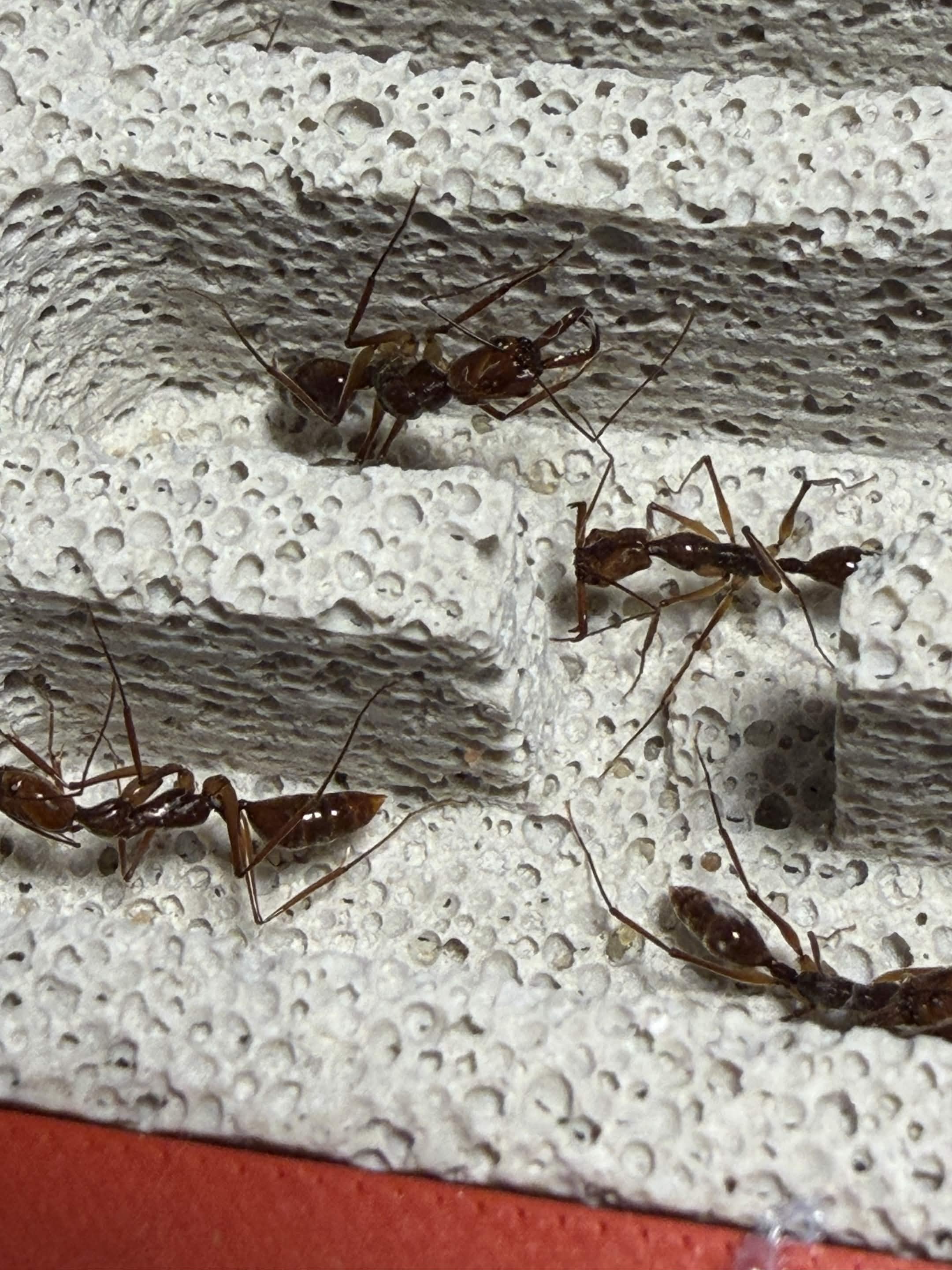 Odontomachus granatus