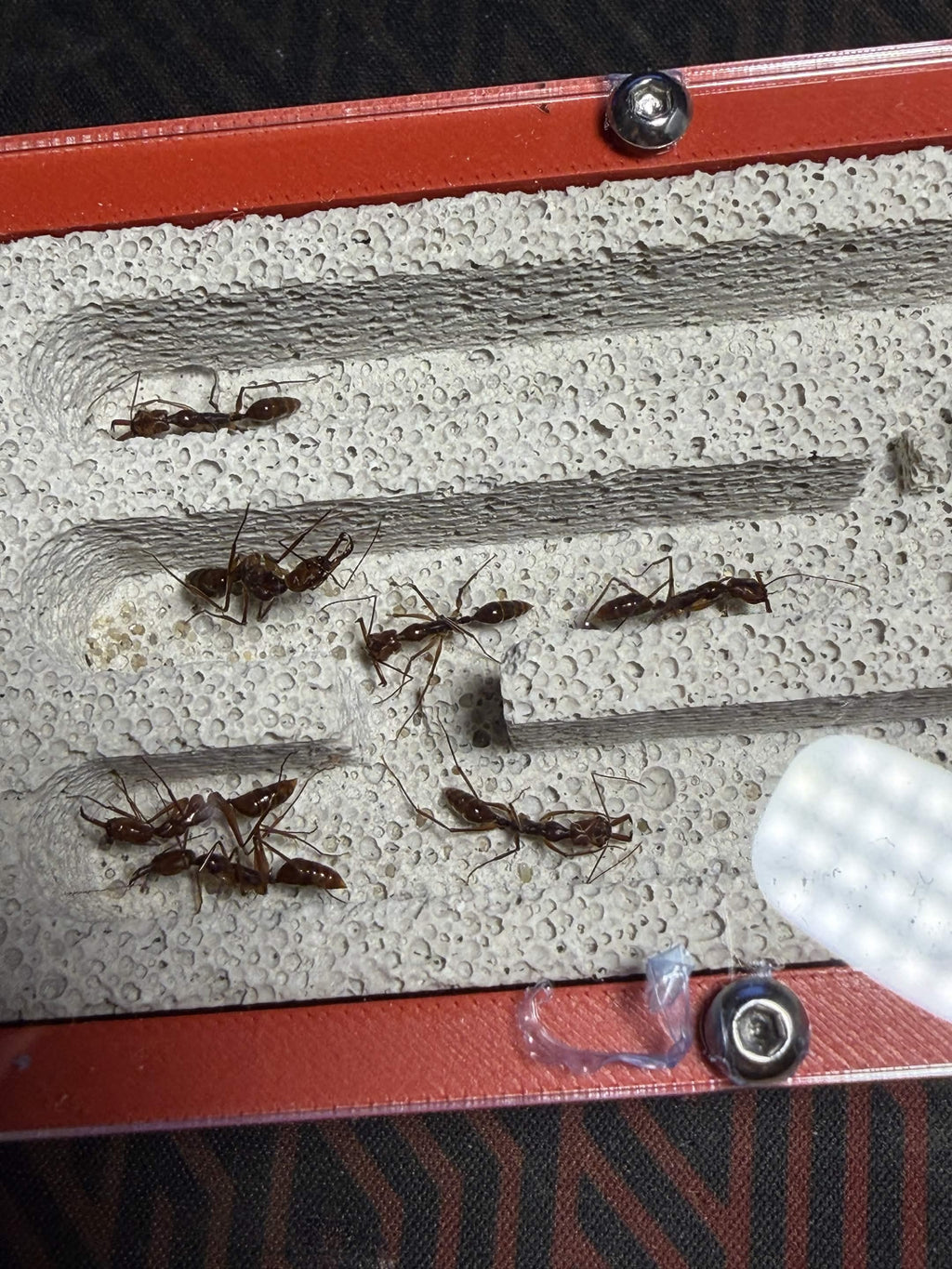 Odontomachus granatus