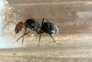 Myrmecocystus mendax