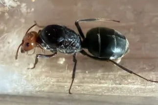 Myrmecocystus mendax