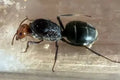 Myrmecocystus mendax