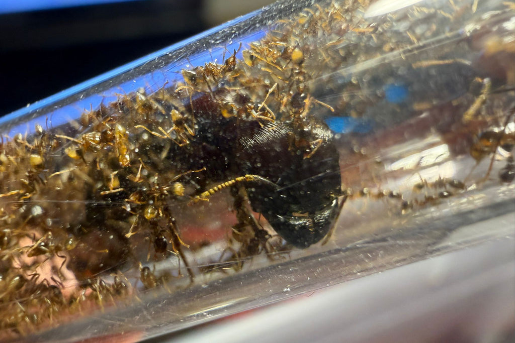 Carebara diversa