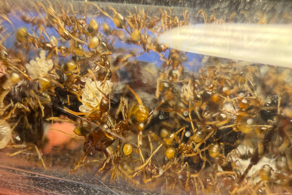 Carebara diversa