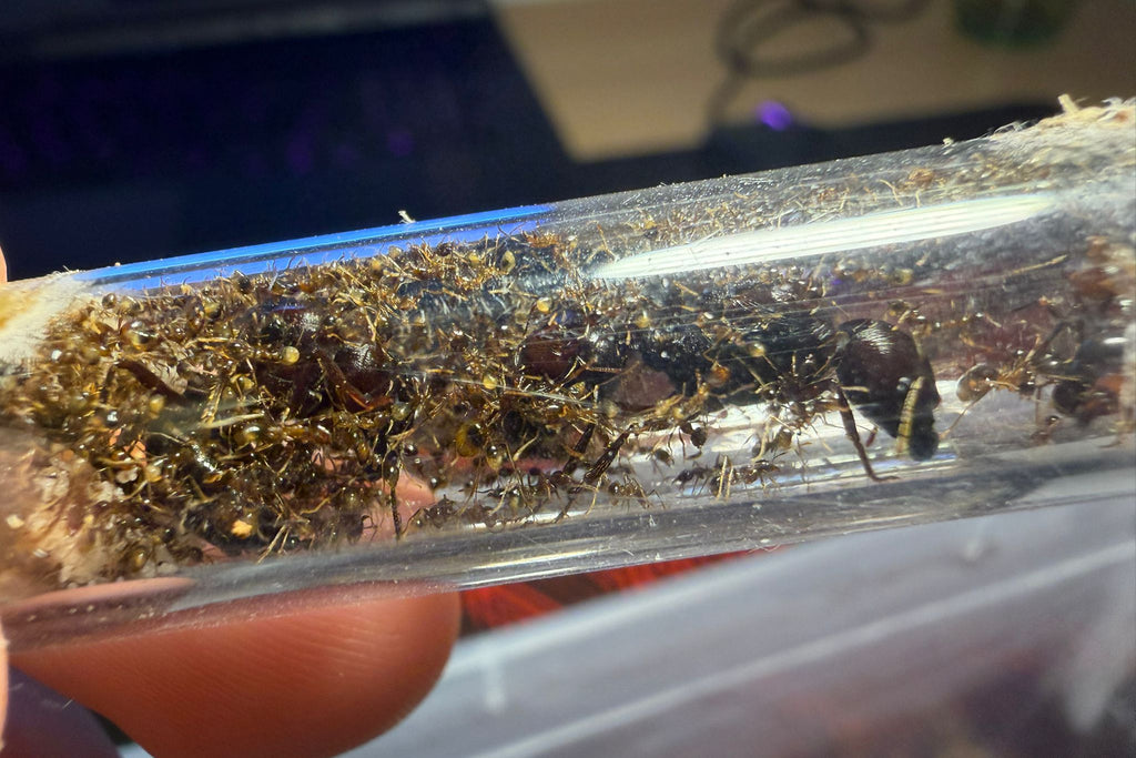 Carebara diversa