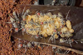 Camponotus singularis