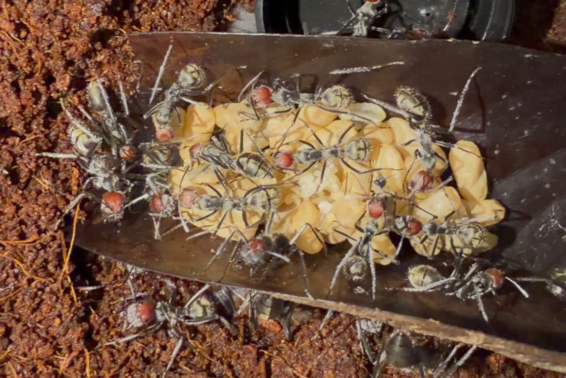Camponotus singularis