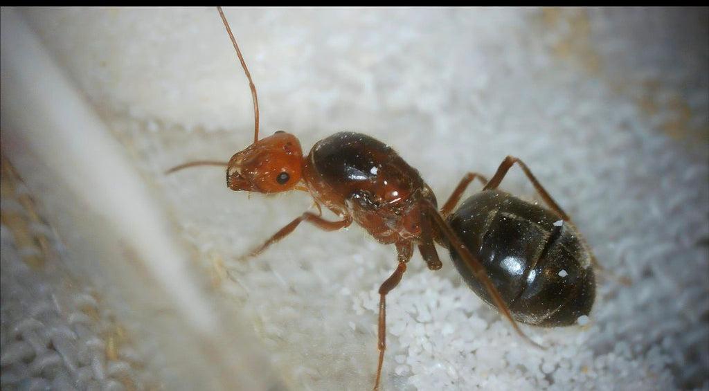 Myrmecocystus semirufus