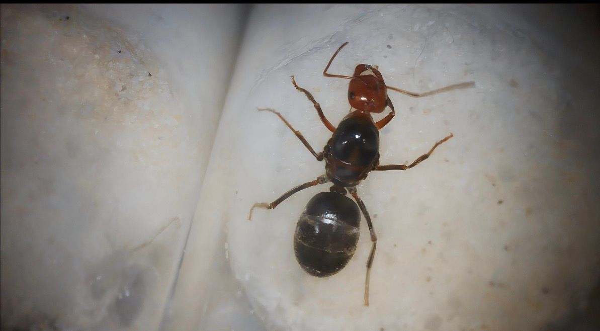 Myrmecocystus semirufus