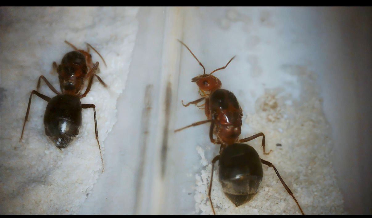 Myrmecocystus semirufus