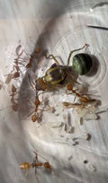 Oecophylla smaragdina