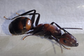 Ant on a white surface