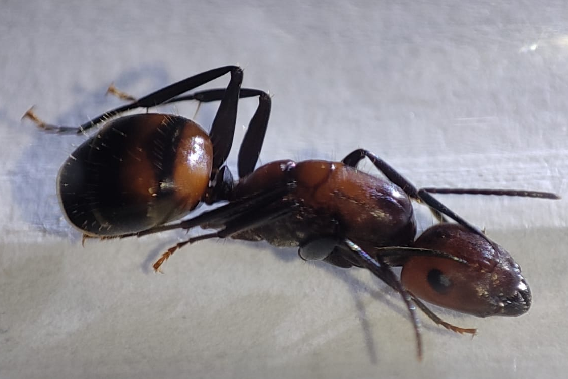 Ant on a white surface