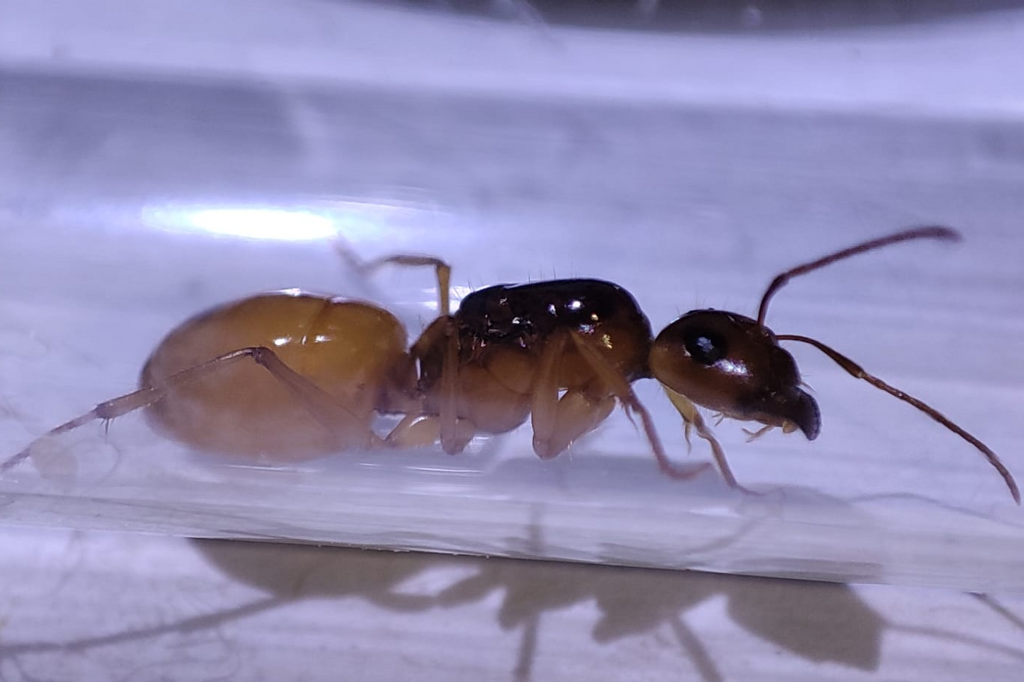 Camponotus fedtschenkoi