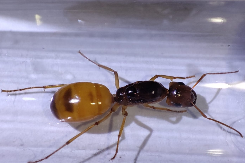 Camponotus fedtschenkoi