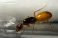 Camponotus fedtschenkoi