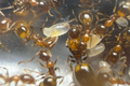 Temnothorax recedens