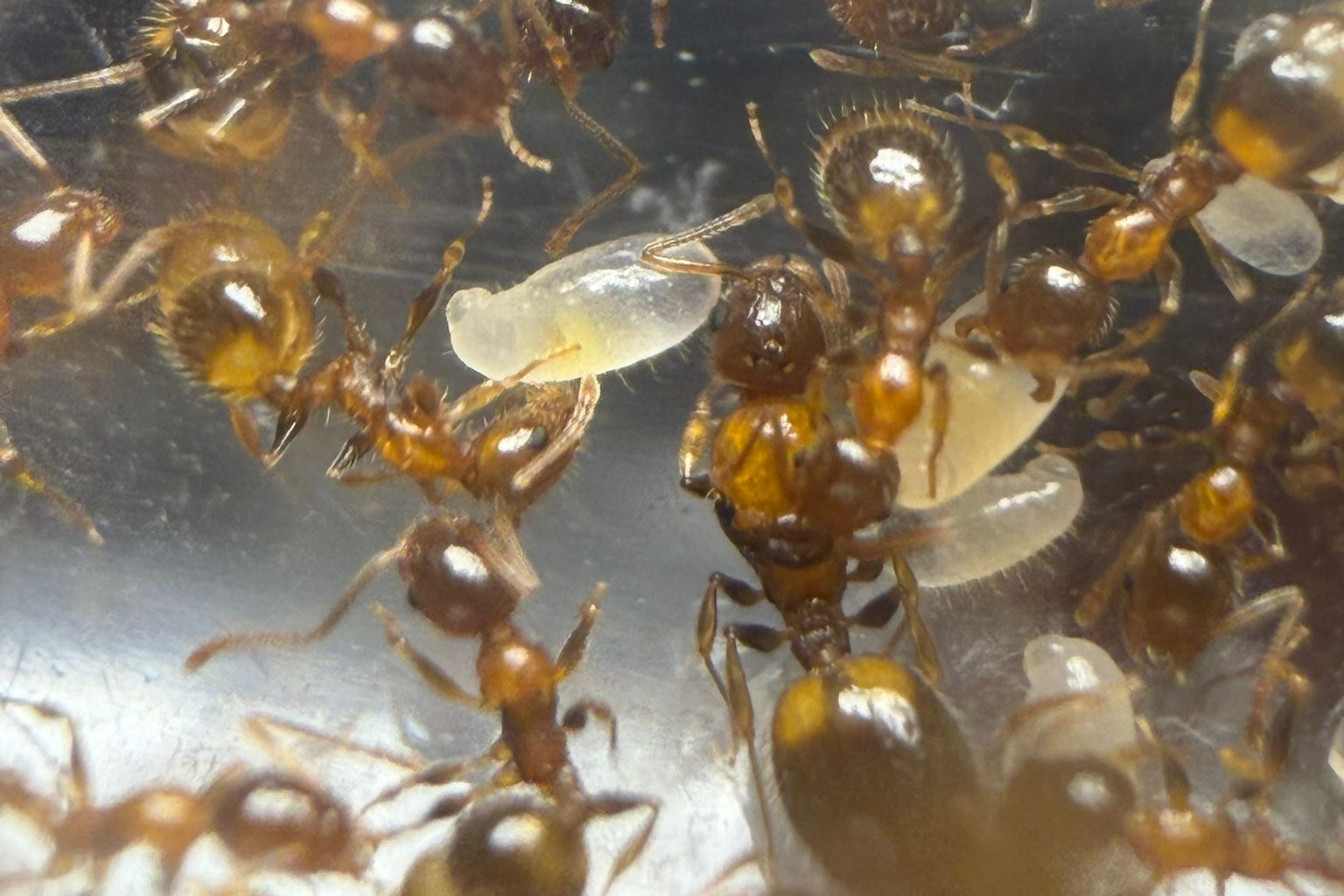 Temnothorax recedens