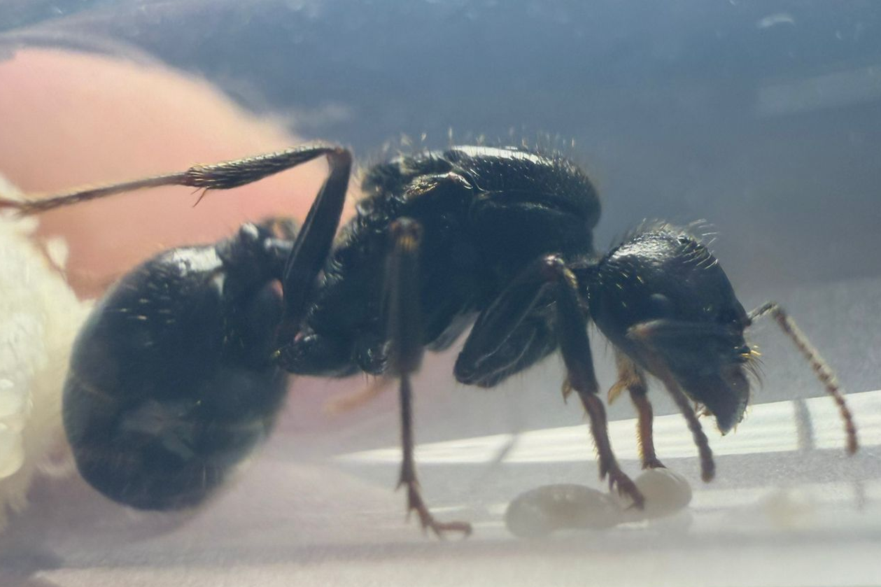 Messor barbarus