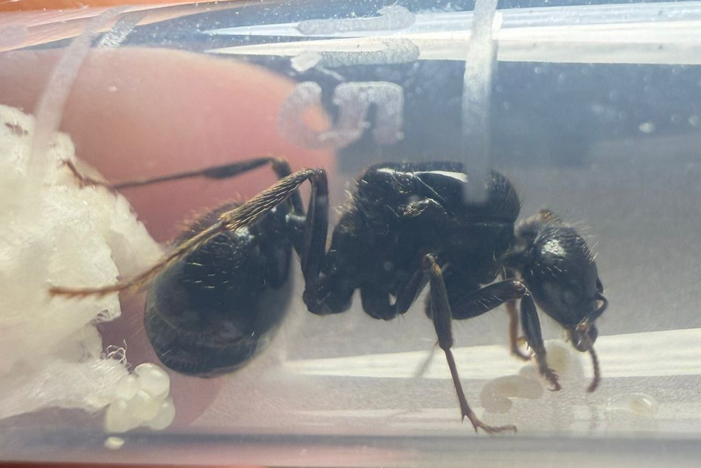 Messor barbarus