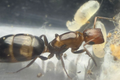 *Colobopsis truncata*