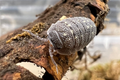 Armadillidium beieri